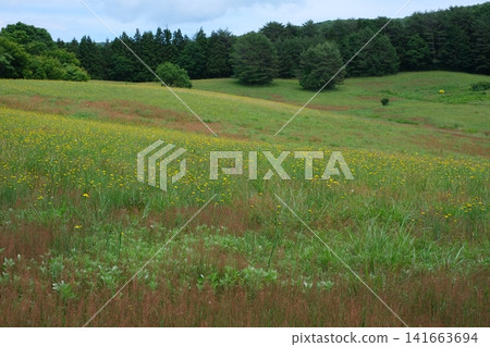 Early summer scenery of Geihoku Hachiman Plateau Early summer scenery of Geihoku Hachiman Plateau 141663694