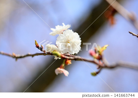 早春花卉:小櫻(一種櫻花) 早春花卉:小櫻(一種櫻花) 141663744