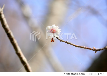 Early spring flower: Kobukuzakura (a type of cherry blossom) Early spring flower: Kobukuzakura (a type of cherry blossom) 141663745