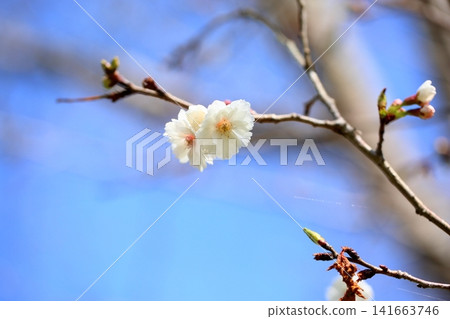 早春花卉:小櫻(一種櫻花) 早春花卉:小櫻(一種櫻花) 141663746