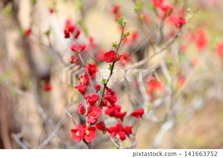 絢麗的春花:木瓜花 絢麗的春花:木瓜花 141663752