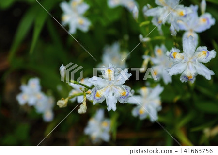 Shaga的花朵 Shaga的花朵 141663756