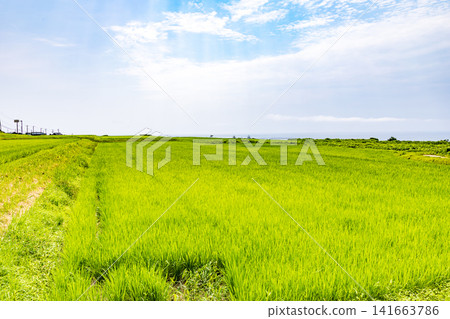 Rice paddies along the Sea of Japan coast of Sado Island in summer Rice paddies along the Sea of Japan coast of Sado Island in summer 141663786