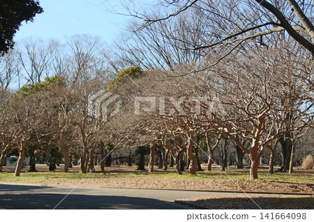 Yoyogi park Yoyogi park 141664098