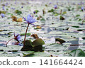 蓮花 141664424