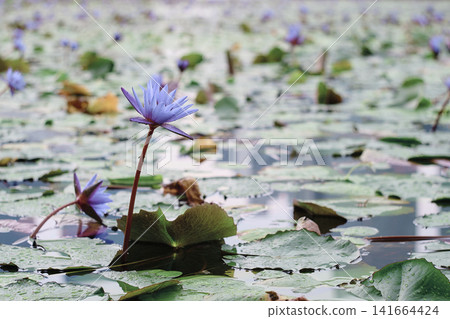 Lotus flower Lotus flower 141664424