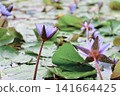 蓮花 141664425