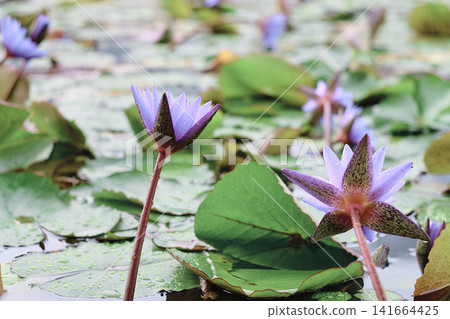 蓮花 蓮花 141664425