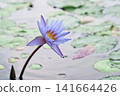 蓮花 141664426