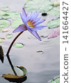 蓮花 141664427