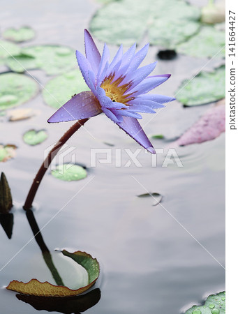 蓮花 蓮花 141664427