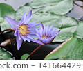 蓮花 141664429