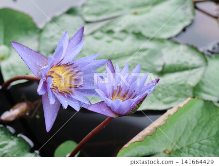 蓮花 蓮花 141664429