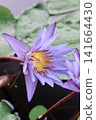蓮花 141664430