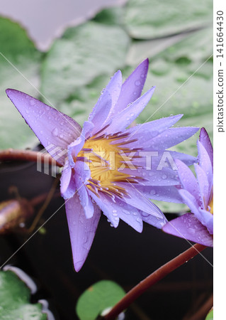蓮花 蓮花 141664430