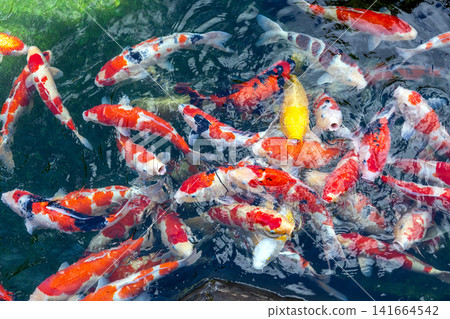 鯉魚餌上誘餌 鯉魚餌上誘餌 141664542