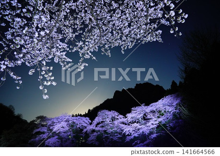 妙木山的櫻花與夜晚 妙木山的櫻花與夜晚 141664566