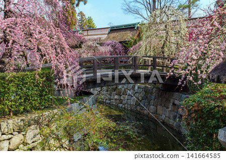 北野天滿宮內的垂枝梅花 北野天滿宮內的垂枝梅花 141664585