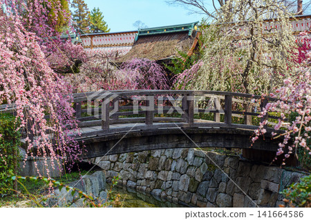 Weeping plum blossoms in the grounds of Kitano Tenmangu Shrine Weeping plum blossoms in the grounds of Kitano Tenmangu Shrine 141664586