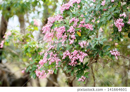 春花，清新怡人，日本杜鵑花 141664601