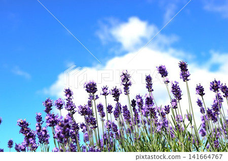 Lavender flowers stand out against the blue sky. Lavender flowers stand out against the blue sky. 141664767