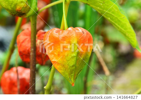 Summer fruit: Chinese lantern plant Summer fruit: Chinese lantern plant 141664827