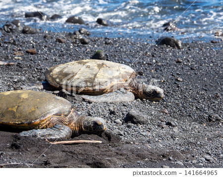 夏威夷大島的黑沙灘和海龜(honu) 夏威夷大島的黑沙灘和海龜(honu) 141664965