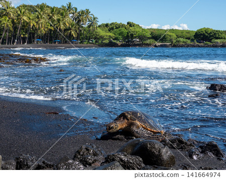 Black sand beaches and honu (sea turtles) on the Big Island of Hawaii Black sand beaches and honu (sea turtles) on the Big Island of Hawaii 141664974