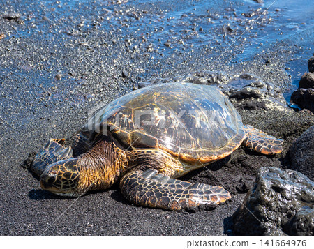 夏威夷大島的黑沙灘和海龜(honu) 夏威夷大島的黑沙灘和海龜(honu) 141664976