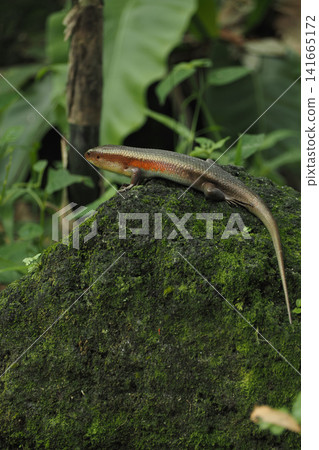 Lizard resting on mossy rock in natural habitat Lizard resting on mossy rock in natural habitat 141665172