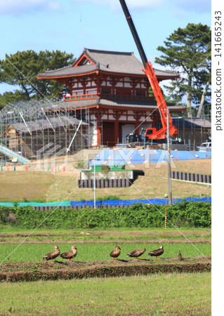 Five mallard ducks and the earthen wall of the south gate of Tagajo Castle, which is currently under restoration (Tagajo City, Miyagi Prefecture) Five mallard ducks and the earthen wall of the south gate of Tagajo Castle, which is currently under restoration (Tagajo City, Miyagi Prefecture) 141665243