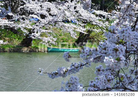 青森縣弘前公園:春陽橋上漂浮著小船,成排的櫻花樹盛開。 青森縣弘前公園:春陽橋上漂浮著小船,成排的櫻花樹盛開。 141665280