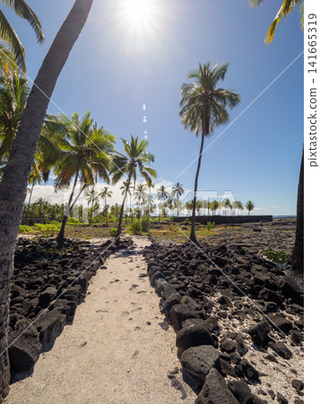 Beaches with palm trees on the Big Island of Hawaii Beaches with palm trees on the Big Island of Hawaii 141665319