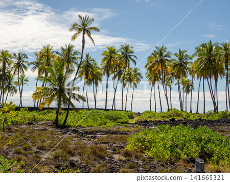 Beaches with palm trees on the Big Island of Hawaii 141665321