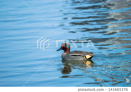 A small duck on the Yasuragi embankment of the Shinano River A small duck on the Yasuragi embankment of the Shinano River 141665376
