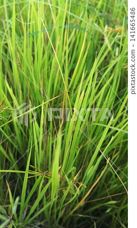 green grass in the field green grass in the field 141665486