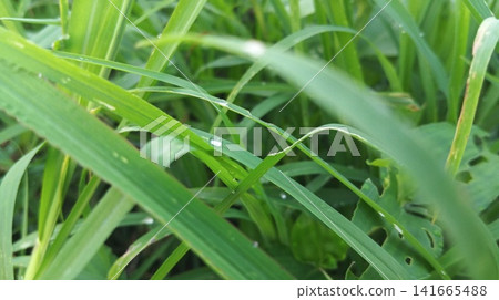 green grass in the park green grass in the park 141665488