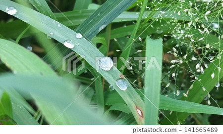 close up of dew drop on the grass close up of dew drop on the grass 141665489