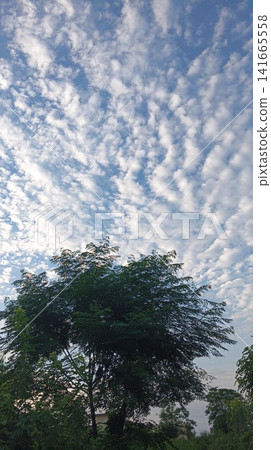 tree in the park with white scattered cloud tree in the park with white scattered cloud 141665558