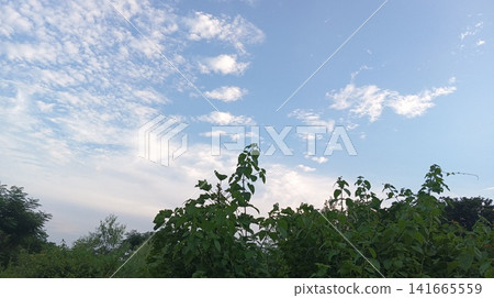 blue sky with cloud tree branches blue sky with cloud tree branches 141665559