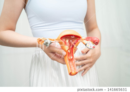Uterus, Asian woman holding human anatomy model. Uterus, Asian woman holding human anatomy model. 141665631