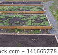 Raised garden beds with soil and greenery in a backyard landscape, gravel path visible 141665778