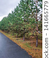 Lush green coniferous trees lining a wet asphalt road with fallen leaves in autumn season 141665779