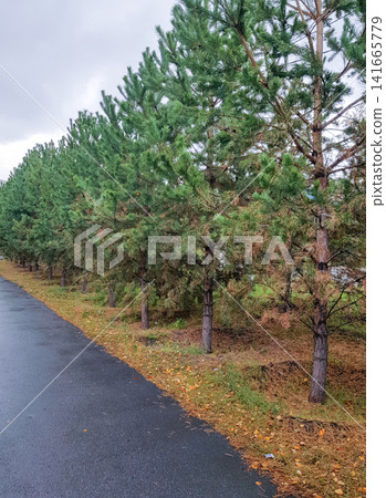 Lush green coniferous trees lining a wet asphalt road with fallen leaves in autumn season Lush green coniferous trees lining a wet asphalt road with fallen leaves in autumn season 141665779