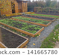 Raised garden beds with fresh greenery and wooden shed in backyard landscape during autumn 141665780