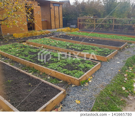 Raised garden beds with fresh greenery and wooden shed in backyard landscape during autumn Raised garden beds with fresh greenery and wooden shed in backyard landscape during autumn 141665780