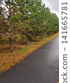 Lush green pine trees lining a wet asphalt road with fallen leaves in a rural setting 141665781