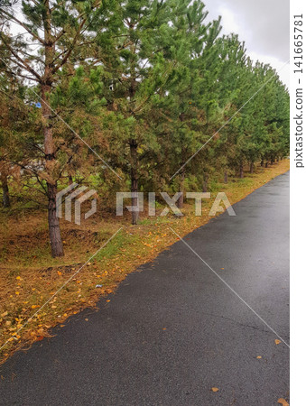 Lush green pine trees lining a wet asphalt road with fallen leaves in a rural setting Lush green pine trees lining a wet asphalt road with fallen leaves in a rural setting 141665781