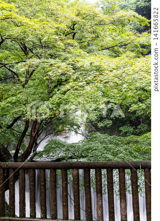 神戶布引瀑佈在暴雨過後水量充沛，景色蔚為壯觀。 141665822