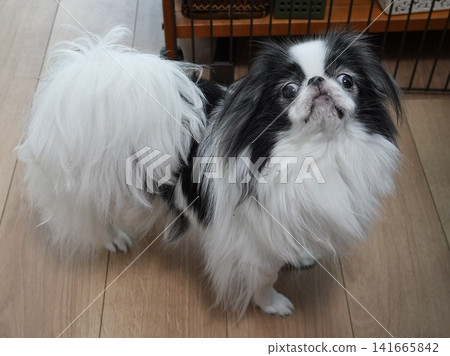 一隻日本狆犬抬頭望向天空，露出可愛的表情。這是一張室內拍攝的小狗照。 141665842